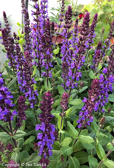 Salvia x sylvestris New Dimension Blue loistosalvia